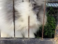 -胜丰草莓采摘园