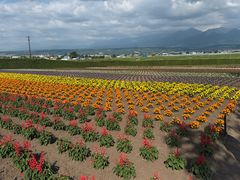 -富田农场