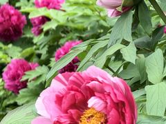-花溪公园