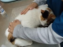-米苏动物医院·犬猫专科·骨科外科内窥镜