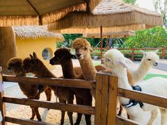 -珠海海泉湾度假区