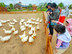 -中国马镇舞马世界主题乐园