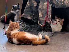 -飞行喵MR PILOT|猫舍·猫咖(静安大融城店)