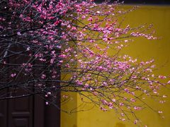 -慧因高丽寺