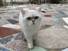 -喵屿·大理花园猫咖