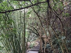 -广州白江湖森林公园