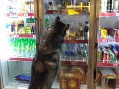 -more than meow吴止猫主题餐厅(承德 中船汇店)