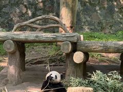 -都江堰中华大熊猫苑