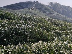 -龙坞茶村