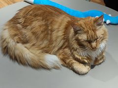 -MOCHA明星猫咖(田子坊店)