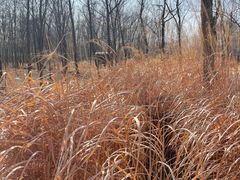-野鸭湖国家湿地公园