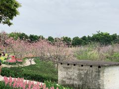 -天适樱花悠乐园