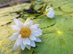 -中国科学院华南植物园