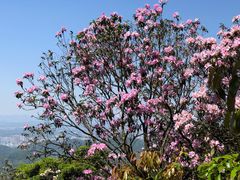 -梧桐山风景名胜区