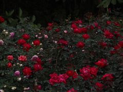 -人民公园(罗湖区)