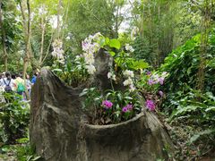 -呀诺达热带雨林