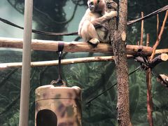 -林肯公园动物园