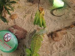 -广州长隆飞鸟乐园