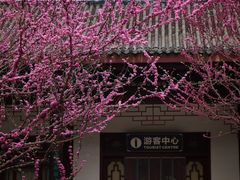 -望江楼公园