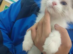-瑞派长江宠物医院·猫科·外科·24小时夜护(谊城公寓分院)