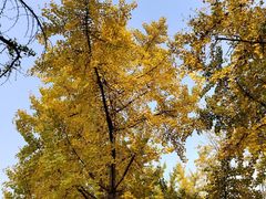 -高庙村(地铁站)