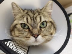 -瑞派康怡24h宠物医院·犬猫医疗中心·微创绝育(瑞景分院)