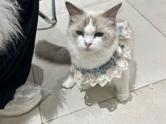 -怪兽屋·羊驼·猫咖·狗咖(俊华广场店)