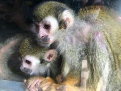 -西安秦岭野生动物园