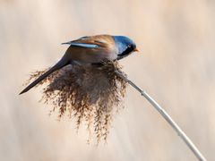 -野鸭湖国家湿地公园