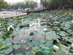 -泰州凤城河风景区-泰山公园