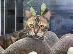 -糯米喵星人总部直营旗舰店·猫舍·幼猫出售