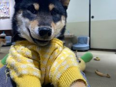 -逗柴咖啡屋·狗咖猫咖宠物桌游