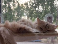 -琪喵猫屋·撸猫猫咖·猫舍