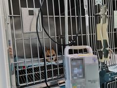 -顺强宠物诊所·狂犬免疫·夜诊·骨科(嘉定店)