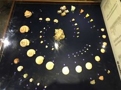 -青岛贝壳博物馆