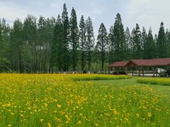 -黄海国家森林公园