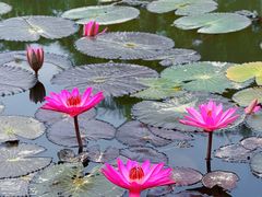 -中国科学院西双版纳热带植物园