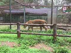 -海南热带野生动植物园