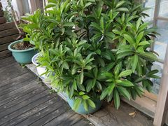 -维园港式茶餐厅(龙岗盛平店)