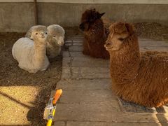 -南宫五洲植物乐园