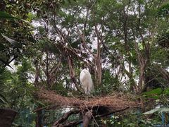 -广州长隆飞鸟乐园
