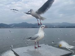 -海埂大坝