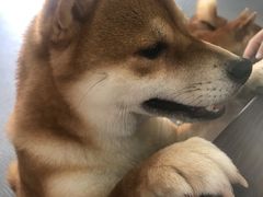 -柴源莊·柴小宠柴犬咖啡