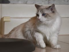 -飞行喵MR PILOT|猫舍·猫咖(静安大融城店)