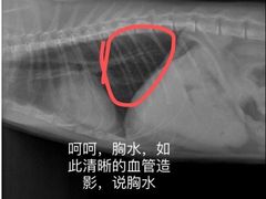 -爱侣宠医·鹦鹉专科·小型哺乳类·异宠专科(灵石路店)