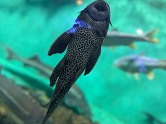 -太平洋海底世界