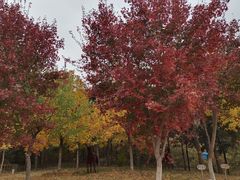 -北京西山国家森林公园