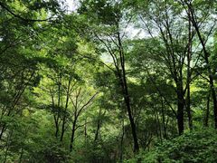 -香炉山国家森林公园