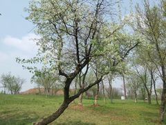 -盘龙城国家考古遗址公园