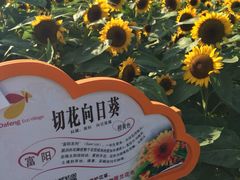-荷兰花海